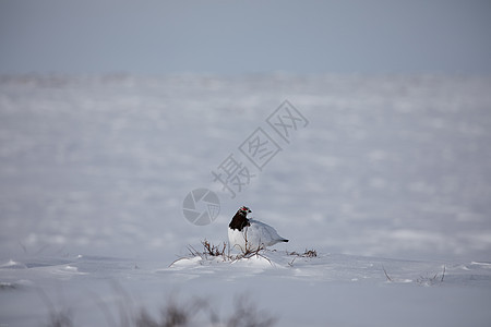 在北极苔原周围被雪包围的成年男子石匠野生动物观鸟岩石动物雷鸟野鸡男性羽毛鸟类兔兔图片