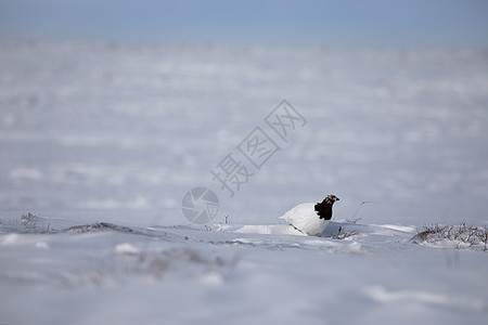 在北极苔原周围被雪包围的成年男子石匠观鸟岩石鸟类雷鸟苔原兔兔野生动物男性动物荷叶图片