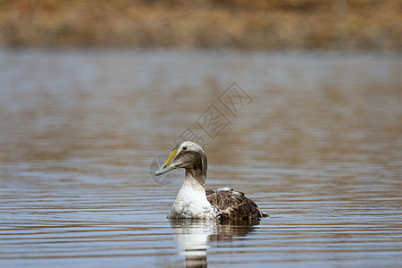 在一个小池塘里游泳的年轻普通伊德尔鸭图片