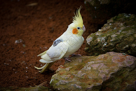 黄毛鹦鹉座落在一块岩石上 颜色美极了羽毛情调眼睛野生动物荒野鸟类动物群热带科雷异国图片