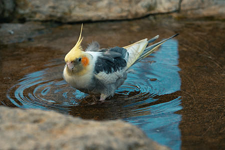黄毛鹦鹉在洗澡 颜色很漂亮  哦 天哪鹦鹉情调小鸟异国野生动物动物群若虫动物蓝色男性图片