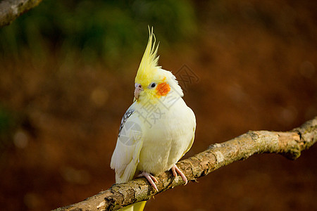 黄毛鹦鹉座落在树枝上 颜色美极了若虫鸟类宠物动物科雷眼睛异国荒野蓝色热带图片