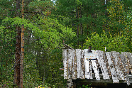 房子的旧屋顶是用木板做的 针叶林中一座废弃的旧木屋 西伯利亚的狩猎小屋图片
