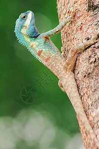 可变蜥蜴 红头蜥蜴 印第安花园蜥蜴 在树上爬行者墙纸花园荒野阳光野生动物说谎尾巴皮肤木头图片