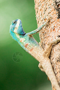 可变蜥蜴 红头蜥蜴 印第安花园蜥蜴 在树上皮肤花园荒野动物爬行者尾巴热带墙纸树叶木头图片