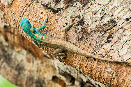 可变蜥蜴 红头蜥蜴 印第安花园蜥蜴 在树上木头尾巴树叶说谎水泥花园荒野爬行者宏观皮肤图片
