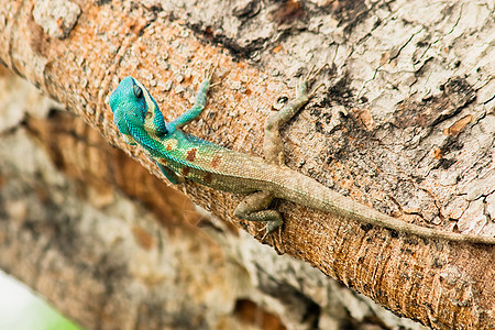 可变蜥蜴 红头蜥蜴 印第安花园蜥蜴 在树上花园水泥墙纸说谎树叶变色龙尾巴木头阳光爬行者图片