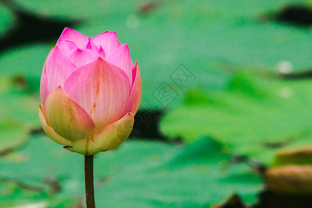 湖中粉红莲花芽天空生物学植物叶子花园百合软垫环境灌木异国图片