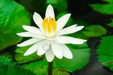 湖中白莲花情调荒野百合植物学荷花冥想花瓣植物叶子池塘图片