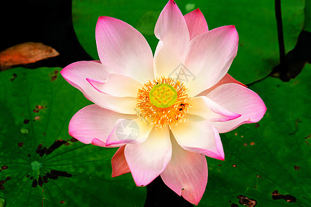 粉色莲花在池塘中开花动物植物花粉花蜜心皮宏观橙子植物群百合生长图片
