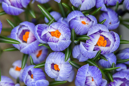 紫花蕾的顶端视图图片
