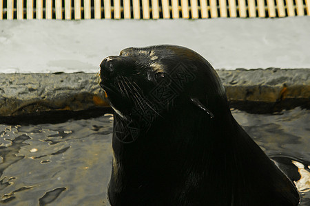 封印在游泳池里哺乳动物反射荒野太阳毛皮生活海洋潜水动物皮肤图片