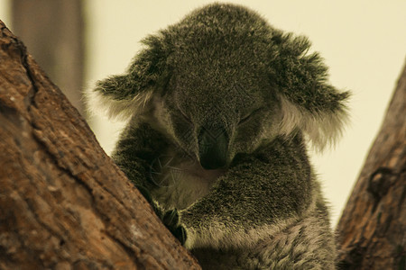 Koala在树上睡着了树枝濒危桉树哺乳动物动物园婴儿荒野野生动物动物拥抱图片