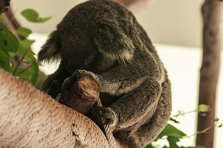 Koala在树上睡着了拥抱耳朵濒危桉树树枝哺乳动物叶子动物荒野毛皮图片