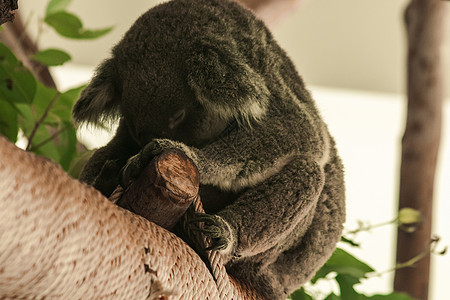 Koala在树上睡着了野生动物耳朵叶子哺乳动物树枝动物园拥抱婴儿桉树荒野图片