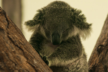 Koala在树上睡着了濒危豹属动物老虎打猎野猫危险毛皮条纹丛林图片