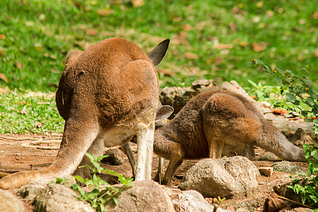 袋鼠妈妈正在喂袋鼠宝宝阳光关爱鼻子母亲护理动物园野生动物栖息地荒野二人图片