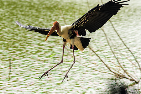 油漆的斯托克飞过池塘飞行热带动物园脖子白脑生活荒野海鸥航班天空图片