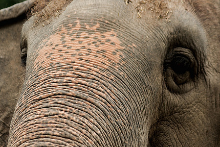小眼睛 雌性大象的大小与小眼睛相比孤儿鼻子棕色小牛野生动物动物眼睛悲伤婴儿避难所图片