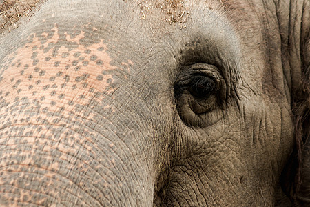 小眼睛 雌性大象的大小与小眼睛相比哺乳动物动物群荒野眼睛眼泪树干野生动物孤儿灰色鼻子图片