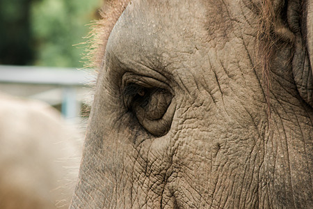 小眼睛 雌性大象的大小与小眼睛相比避难所悲伤眼泪皱纹树干哺乳动物孤儿棕色眼睛灰色图片