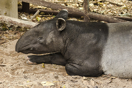 马拉扬塔皮尔躺在地上雨林热带动物园动物食草动物群丛林记号野生动物荒野图片