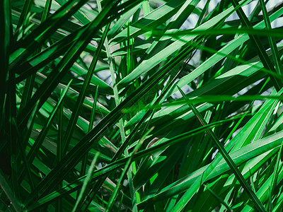 清晨阳光下新鲜的热带棕榈叶 园林中棕榈树叶 自然植物壁纸和森林植物叶状体太阳叶子椰子旅行晴天异国植物群花园环境图片