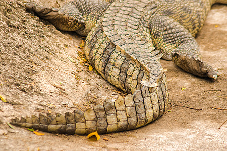 鳄鱼的尾巴有多种比例尺爬虫捕食者主题地面两栖沼泽地动物生物猎人皮肤图片