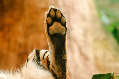 老虎的脚跟像只猫 但更大猎人野生动物软垫动物特写豹属条纹哺乳动物荒野食肉图片