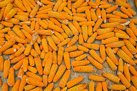 干玉米背景金子团体农业黄色棒子营养农场水果食物谷物图片