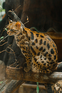 奥塞洛特坐在树枝上金子濒危热带摄影动物豹猫丛林拉丁叶子毛皮图片