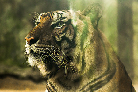 老虎眼神的眼神 在所有野兽中 牵引者有最明亮的眼睛动物哺乳动物食肉豹属侵略濒危荒野丛林野生动物捕食者图片
