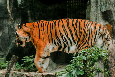 在动物园笼子里行走的老虎捕食者孤独哺乳动物丛林眼睛荒野橙子危险动物酒吧图片