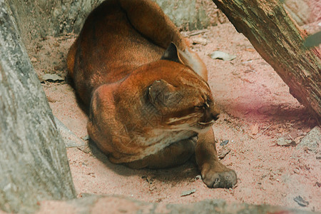 亚洲金猫躺在地上 Temminck的猫躺在地上马戏团眼睛动物喇叭捕食者成人丛林金子热带木头图片