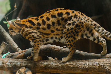 Ocelot走在树枝上豹猫捕食者拉丁条纹哺乳动物丛林猎人濒危叶子热带图片