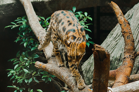 Ocelot走在树枝上濒危金子拉丁叶子摄影动物野猫猎人哺乳动物热带图片