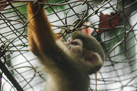 北极猴子乐队松鼠猴子在动物园笼子里晃来晃去平衡人群丛林脊椎动物生物男性绳索尾巴头发毛皮背景
