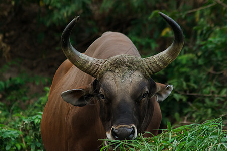 Banteng正在吃青草 青竹叶动物野生动物奶牛小牛草地男性食草荒野团体热带图片