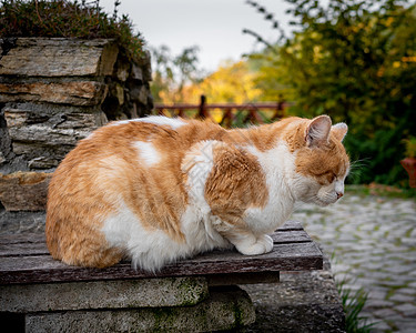 金洁猫在长凳上打盹图片