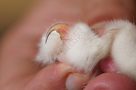 手握猫爪和长而锋利的猫爪相近照片背景图片