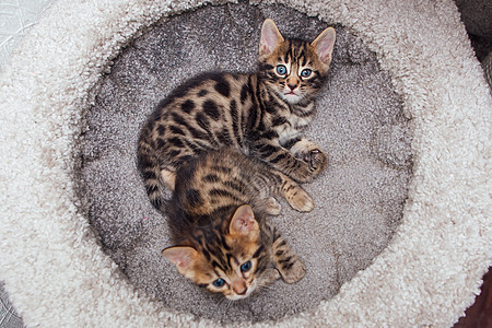 两只年轻可爱的孟加拉猫躺在猫屋柔软的猫架上毛皮尾巴猫咪哺乳动物小猫胡须老虎猫科乐趣房子图片