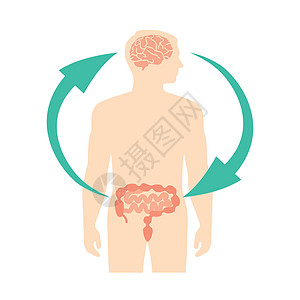 人脑和内肠 第二大脑 图像图表 矢量图解的关系激素身体男人解剖学植物群技术器官科学压力药品图片