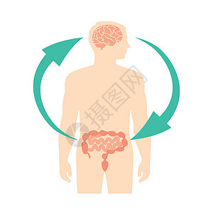 人脑和内肠 第二大脑 图像图表 矢量图解的关系激素身体男人解剖学植物群技术器官科学压力药品图片