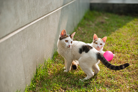 在绿草中玩粉色球的可爱猫食肉猫咪幼兽乐趣童年宠物胡须动物短发猫科图片