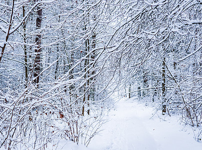 美丽的冬季森林 有雪树 白雪覆盖着许多薄细的树枝松树木头场景天气树木环境季节天空公园图片