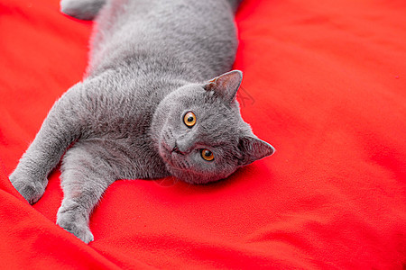 一只灰猫在红格子上的一只宠物 一篇关于猫的文章 英国猫动物猫咪流浪猫猫科红色虎斑成年尾巴眼睛毛皮图片