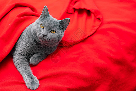 一只灰猫在红格子上的一只宠物 一篇关于猫的文章 英国猫成人毛皮羊毛哺乳动物红色眼睛流浪猫动物猫咪猫科图片
