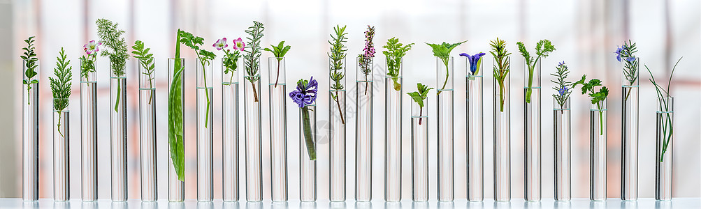 关于药用植物的科学实验 科学实验概念洋甘菊化妆品花卉药房照片萃取美德韭菜茴香图片