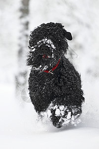 快乐的黑色长毛狗在雪地里 大狗对下雪很高兴 雪地里的黑狗 俄罗斯黑梗在白雪皑皑的公园里散步 如果你在冬天遛狗会发生什么尾巴宠物哺图片