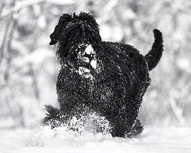 快乐的黑色长毛狗在雪地里 大狗对下雪很高兴 雪地里的黑狗 俄罗斯黑梗在白雪皑皑的公园里散步 如果你在冬天遛狗会发生什么动物雪花鼻图片